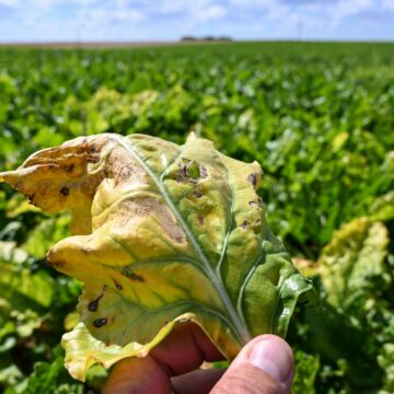 Quota de sucre ukrainien dans l’UE : Une « pilule amère » pour les betteraviers français