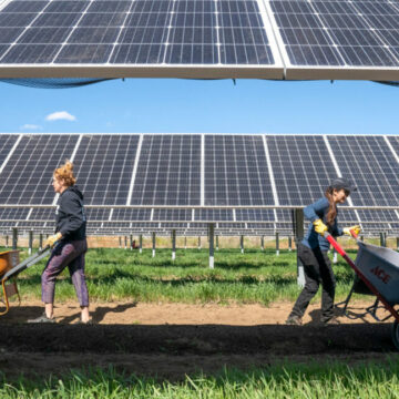 Dans le Sud-Ouest, les panneaux solaires peuvent aider à la fois les photovoltaïques et les cultures.