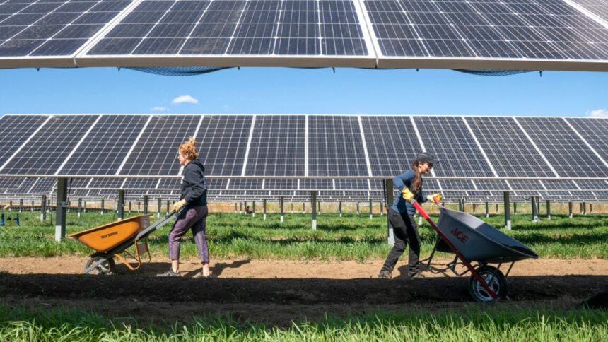 Dans le Sud-Ouest, les panneaux solaires peuvent aider à la fois les photovoltaïques et les cultures.