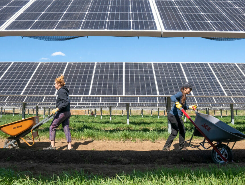 Dans le Sud-Ouest, les panneaux solaires peuvent aider à la fois les photovoltaïques et les cultures.