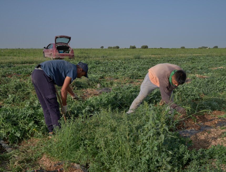 EuropaPress_5343232_dos_agricultores_recogen_frutos_20_julio_2023_alcazar_san_juan_ciudad_real.jpg L’Espagne recevra 20 % de moins de fonds européens pour la PAC et la cohésion à partir de 2027