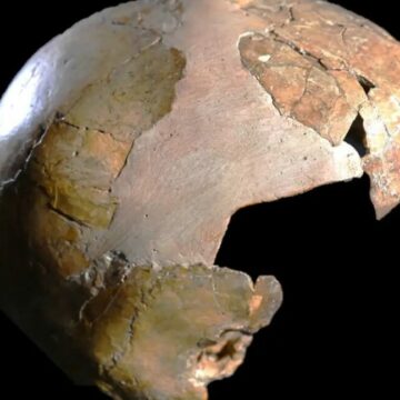 Un crâne ancien pourrait avoir été un enfant mi-humain, mi-néandertalien