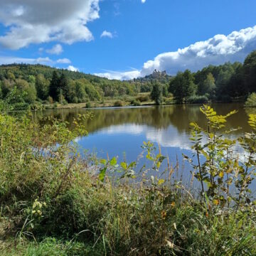 La plupart des pays de l’UE, y compris la République tchèque, appellent à une modification du règlement sur la déforestation.