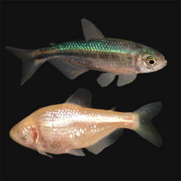 052918-cavefish_0.jpg Comment le poisson des cavernes a perdu ses yeux, encore et encore