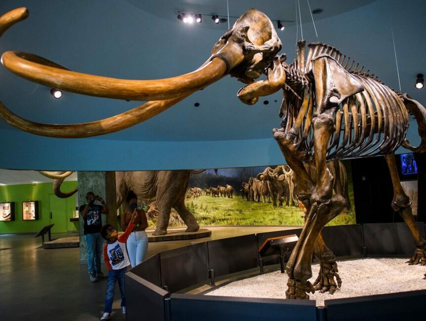 GettyImages-1232186902-1024x648.jpg Génétiquement, les mammouths d’Amérique centrale étaient bizarres