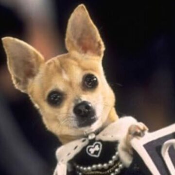 L’affaire du chihuahua qui sniffe de la coke