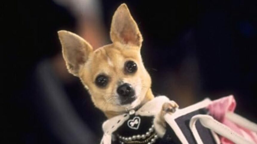 L’affaire du chihuahua qui sniffe de la coke