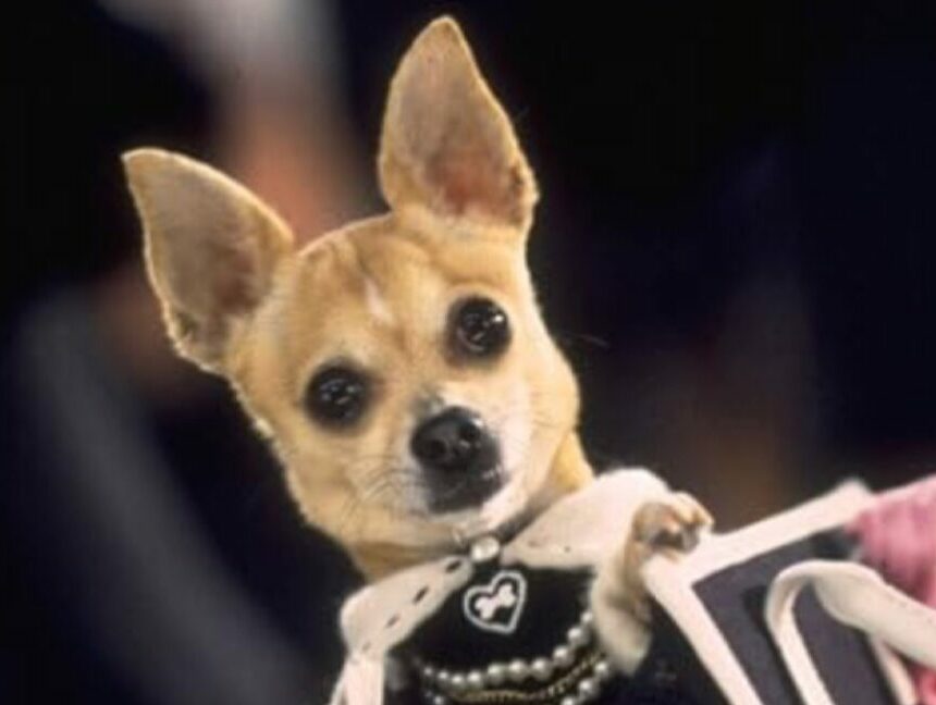 L’affaire du chihuahua qui sniffe de la coke