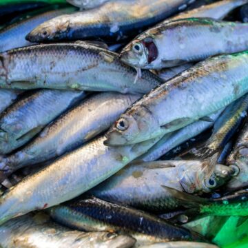 urnnewsmldpa.com20090101230331-99-164503-v3-s2048.jpeg Proposition de l’UE : Maintien du quota de pêche critiqué