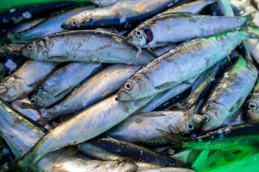 Proposition de l’UE : Maintien du quota de pêche critiqué