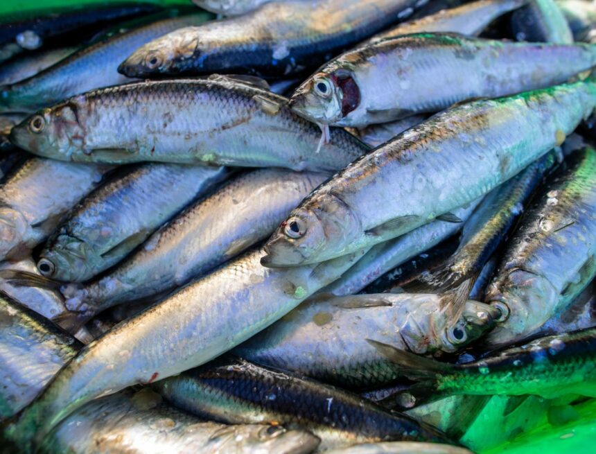 urnnewsmldpa.com20090101230331-99-164503-v3-s2048.jpeg Proposition de l’UE : Maintien du quota de pêche critiqué