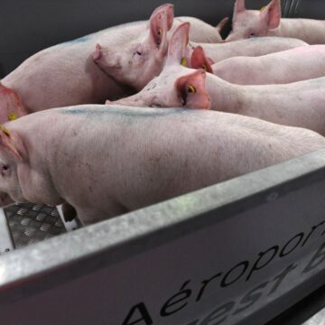 000_1PR3VX.jpg Porc européen : La Chine va imposer des droits antidumping provisoires