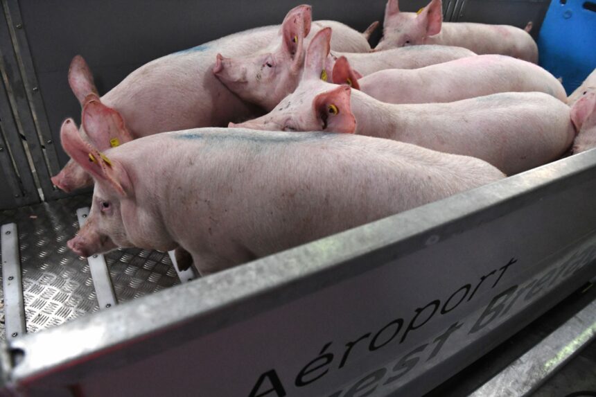 Porc européen : La Chine va imposer des droits antidumping provisoires