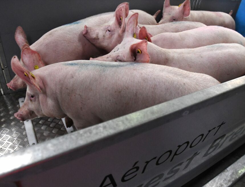 000_1PR3VX.jpg Porc européen : La Chine va imposer des droits antidumping provisoires