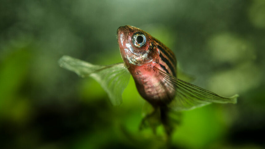 Vous pouvez garder vos fesses grâce à l’ADN des poissons