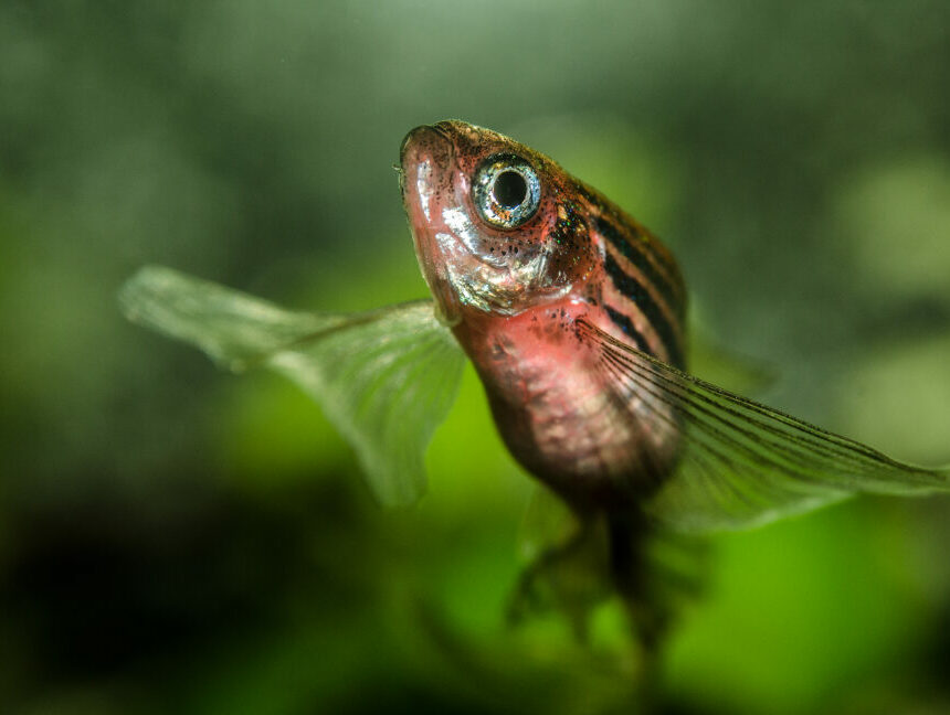 Vous pouvez garder vos fesses grâce à l’ADN des poissons