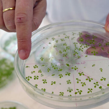 Une nouvelle voie introduite dans les plantes leur permet d’absorber plus de CO₂