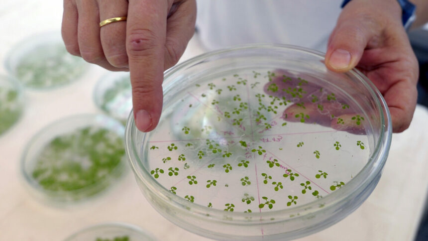 Une nouvelle voie introduite dans les plantes leur permet d’absorber plus de CO₂
