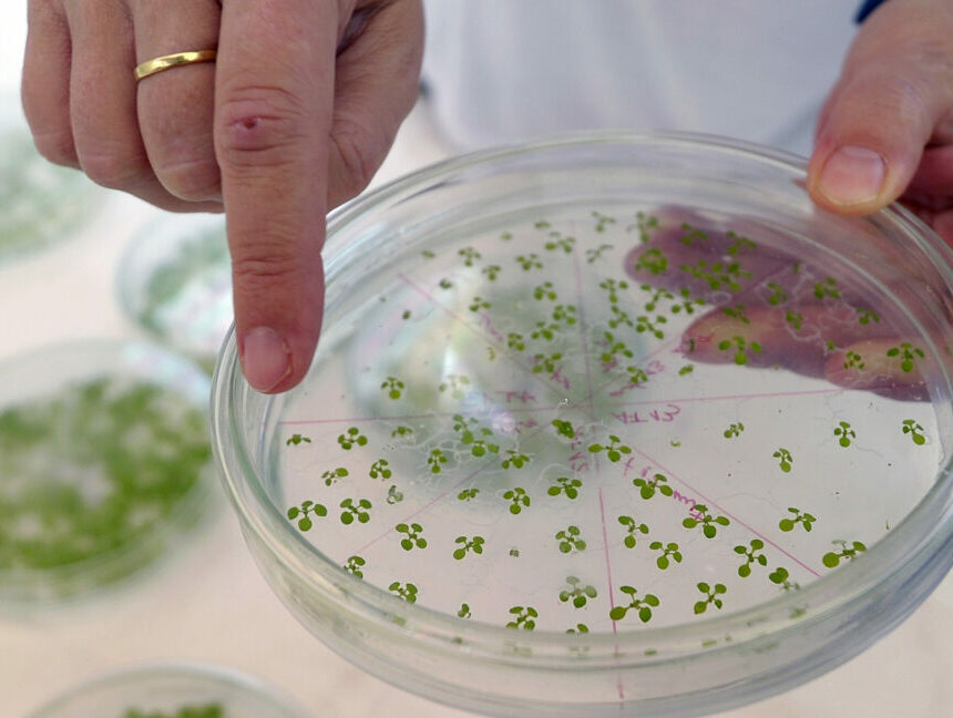 Une nouvelle voie introduite dans les plantes leur permet d’absorber plus de CO₂