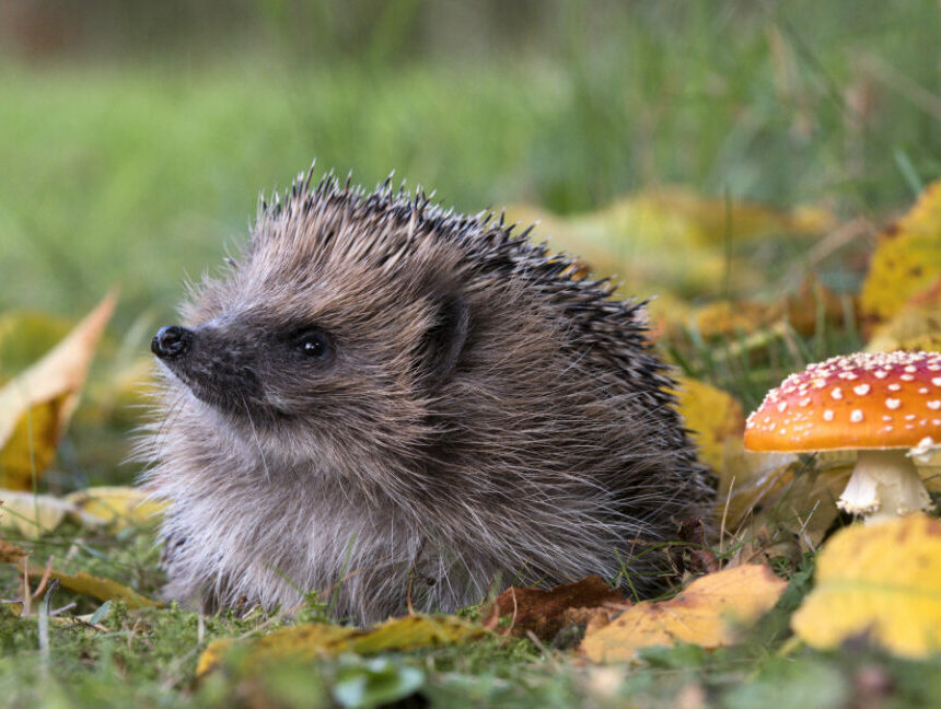 uk_hedgehog_1-1152x648.jpg L’IA peut-elle détecter les hérissons depuis l’espace ? Peut-être si vous trouvez d’abord des ronces.